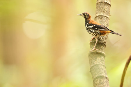 Red-backed thrush(Geokichla erythronota) in Sulawesi Island, Indonesia