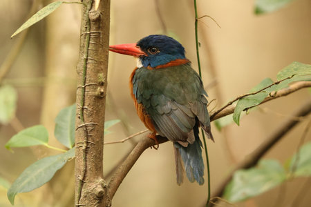 The green-backed kingfisher (Actenoides monachus) is a species of bird in the family Alcedinidae endemic to North Sulawesi, Indonesiaの写真素材