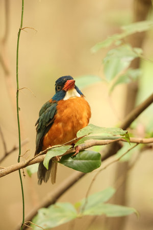 The green-backed kingfisher (Actenoides monachus) is a species of bird in the family Alcedinidae endemic to North Sulawesi, Indonesiaの写真素材