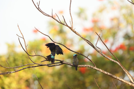 The purple-winged roller (Coracias temminckii) is a species of bird in the family Coraciidae. It is endemic to the Sulawesi subregion in Indonesia.の写真素材