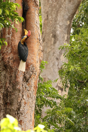 The knobbed hornbill (Rhyticeros cassidix), also known as Sulawesi wrinkled hornbill, is a colorful hornbill native to Indonesia.の写真素材