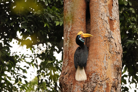 The knobbed hornbill (Rhyticeros cassidix), also known as Sulawesi wrinkled hornbill, is a colorful hornbill native to Indonesia.の写真素材