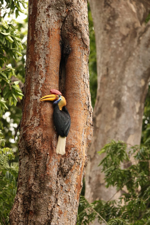 The knobbed hornbill (Rhyticeros cassidix), also known as Sulawesi wrinkled hornbill, is a colorful hornbill native to Indonesia.の写真素材