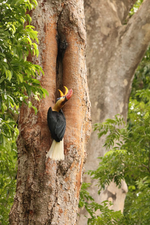 The knobbed hornbill (Rhyticeros cassidix), also known as Sulawesi wrinkled hornbill, is a colorful hornbill native to Indonesia.の写真素材