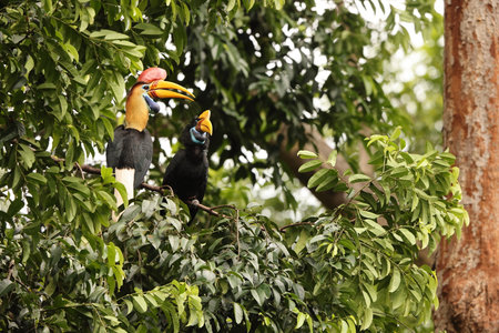 The knobbed hornbill (Rhyticeros cassidix), also known as Sulawesi wrinkled hornbill, is a colorful hornbill native to Indonesia.の写真素材