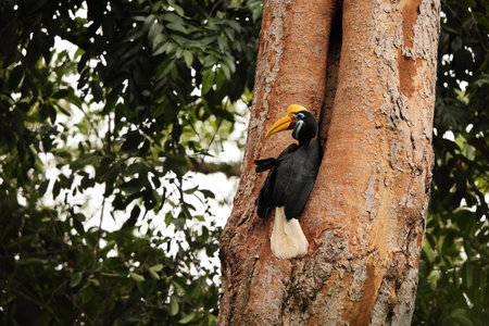 The knobbed hornbill (Rhyticeros cassidix), also known as Sulawesi wrinkled hornbill, is a colorful hornbill native to Indonesia.の写真素材