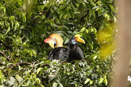 The knobbed hornbill (Rhyticeros cassidix), also known as Sulawesi wrinkled hornbill, is a colorful hornbill native to Indonesia.の写真素材