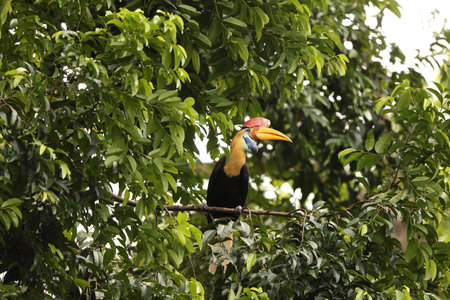 The knobbed hornbill (Rhyticeros cassidix), also known as Sulawesi wrinkled hornbill, is a colorful hornbill native to Indonesia.の写真素材