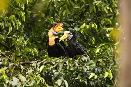 The knobbed hornbill (Rhyticeros cassidix), also known as Sulawesi wrinkled hornbill, is a colorful hornbill native to Indonesia.の写真素材