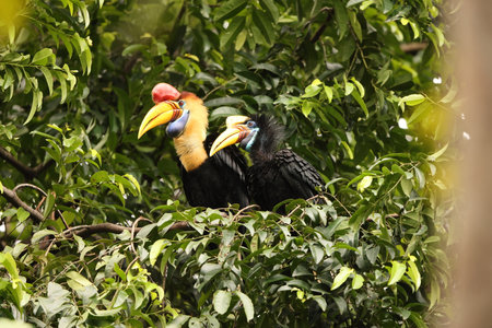 The knobbed hornbill (Rhyticeros cassidix), also known as Sulawesi wrinkled hornbill, is a colorful hornbill native to Indonesia.の写真素材