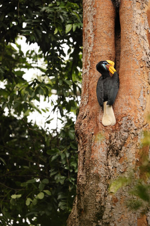 The knobbed hornbill (Rhyticeros cassidix), also known as Sulawesi wrinkled hornbill, is a colorful hornbill native to Indonesia.の写真素材