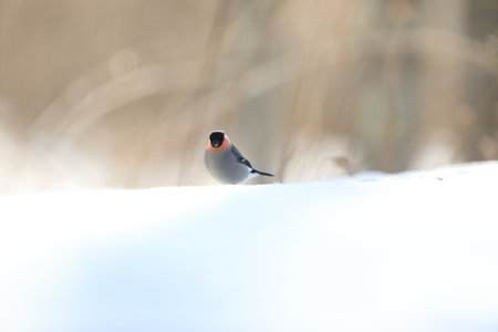 Bullfinch on the snow in the winter forest. Russia.の写真素材