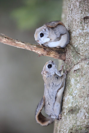 The Ezo flying squirrel (Pteromys volans orii) or Ezo-momonga is a subspecies of the Siberian flying squirrel. It is endemic to Hokkaido, Japanの写真素材