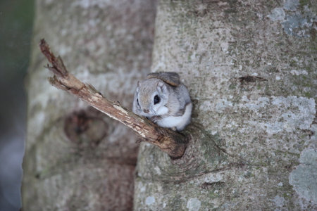 The Ezo flying squirrel (Pteromys volans orii) or Ezo-momonga is a subspecies of the Siberian flying...