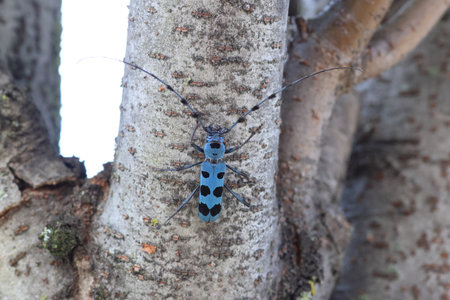 Blue Longhorn Beetle with Black Spots (Rosalia batesi) in Japanの写真素材