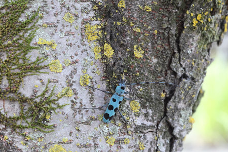 Blue Longhorn Beetle with Black Spots (Rosalia batesi) in Japanの写真素材