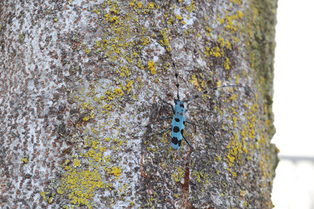 Blue Longhorn Beetle with Black Spots (Rosalia batesi) in Japanの写真素材