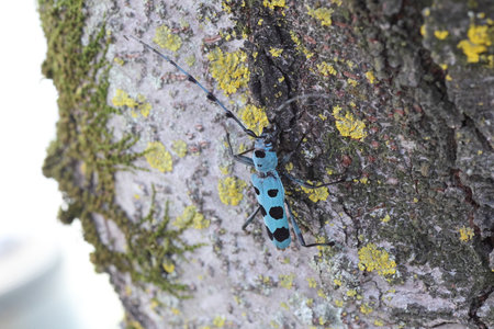Blue Longhorn Beetle with Black Spots (Rosalia batesi) in Japanの写真素材