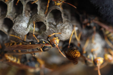 Dark-waisted paper wasp (Polistes jokahamae) is a species of paper wasp from Japan.の写真素材
