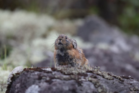 The northern pika (Ochotona hyperborea yesoensis) in Hokkaido, Japan