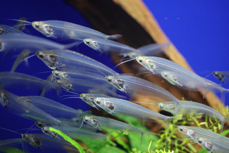 Translucent Glass Catfish (Kryptopterus vitreolus) is a small species of translucent-bodied, social glass catfish in the family Siluridae.の写真素材