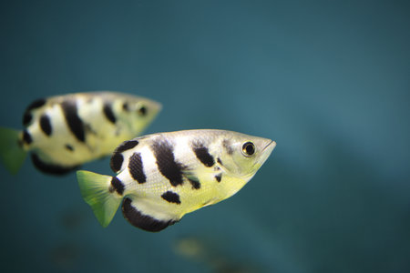 Archerfish or Archer-Fish (Labrus jaculator)の写真素材