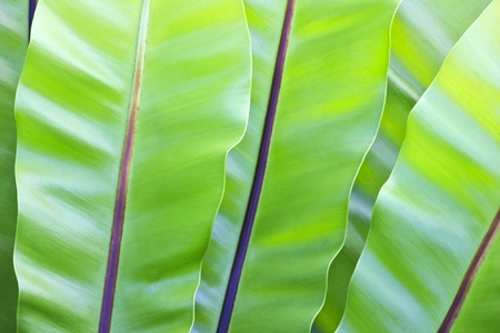 Green leaves of Bird s nest fern