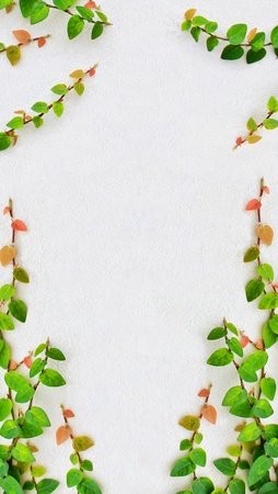 Climbing ivy on the white plaster walls の写真素材