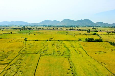 A view of the lush green paddy fieldの写真素材