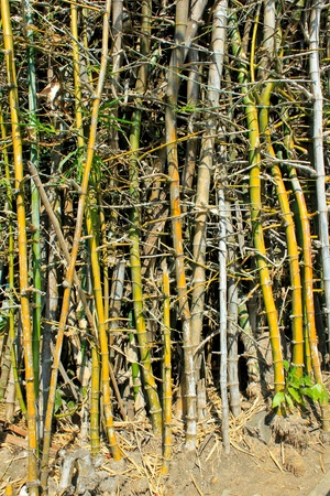 The yellow bamboo grove in the jungle の写真素材