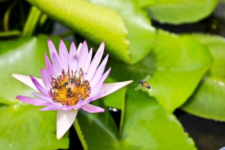 A blooming pink lotus flower with bees on pollen of the lotus. の写真素材