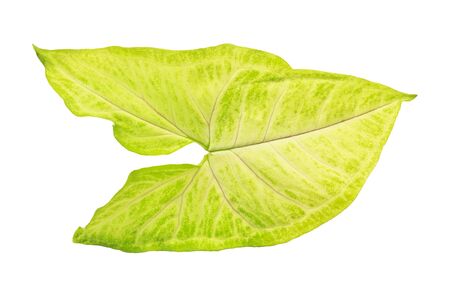 A beautiful lush green and white leaf  Isolated over white with clipping path の写真素材