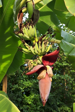 Banana flower and bunch hanging on banana tree の写真素材