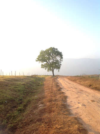 The road pathway in countryside with the light in the morningの素材