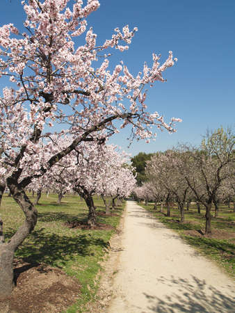 road trough almond trees in a sunny spring dayの写真素材