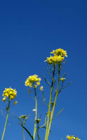 several yellow flowers on a clean blue skyの写真素材
