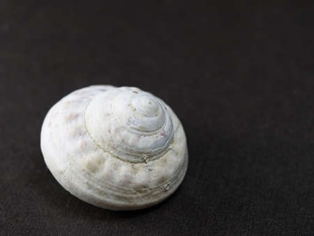  little shell on a dark backgroundの写真素材