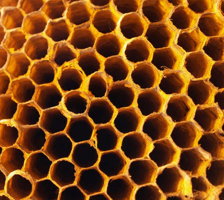 honeycomb macro detailの写真素材