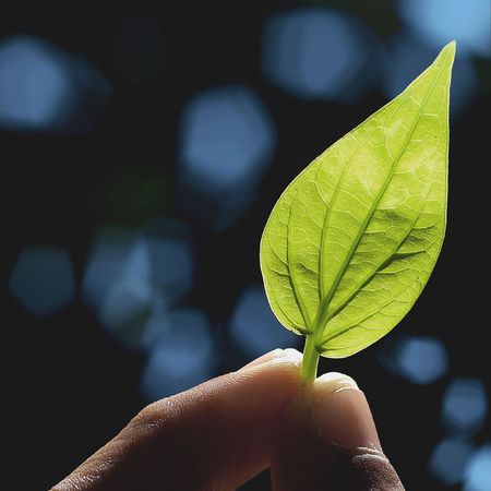 leavesの写真素材