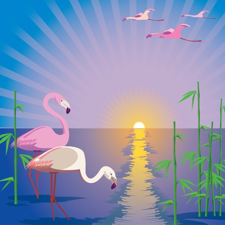 flamingosのイラスト素材
