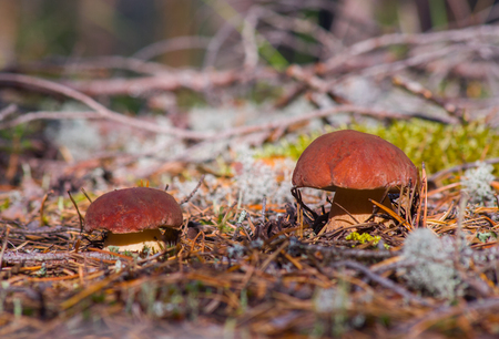 A pair of ceps â Edible mushrooms. Photo taken in the forest of the Arkhangelsk region, Russiaの写真素材