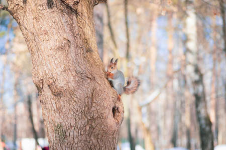 Squirrel on a tree. The beginning of spring in Russiaの写真素材
