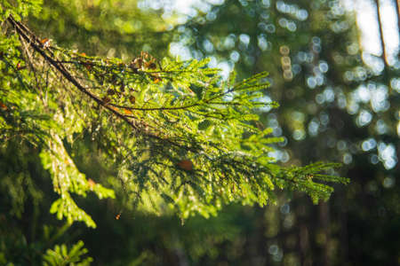 Spruce branch in the forest of Moscow region, Russiaの写真素材