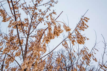 Winter ash branches with seeds. Tula region, Russiaの写真素材