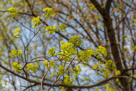 Ash blossom in May. Moscow region, Russia