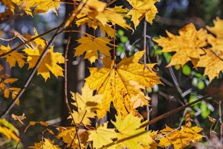 Autumn maple leaves lit by the sun