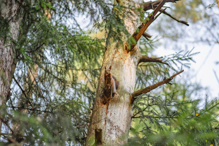 A squirrel sits on an old rotten tree stump in a forest area, autumn