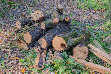 A pile of sawn dry trees and branches in a park or forest. Dry twigs pile ready for campfire