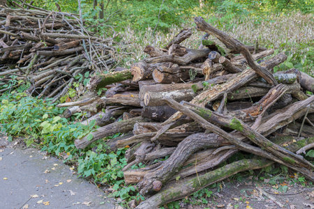 A pile of sawn dry trees and branches in a park or forest. Dry twigs pile ready for campfire,...