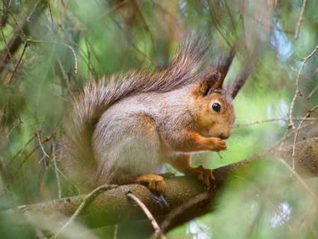 Eurasian Red Squirrel (Sciurus vulgaris), Moscow region, Russia, Europeの写真素材